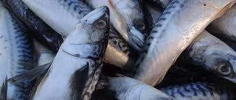 Kwara govt shut down cold room where spoilt fishes are being sold to&nbsp;residents