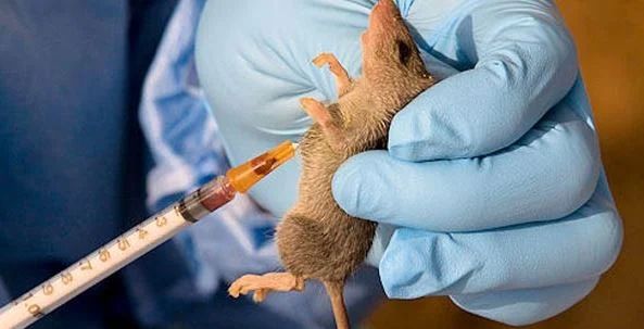 Hospital shut as suspected Lassa fever k!lls two pregnant women and 2 others in&nbsp;Nasarawa