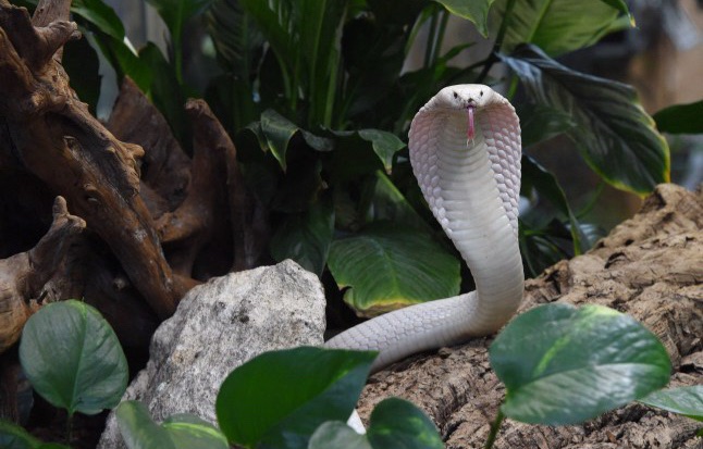 Tourist k!lled after cobra slithers up his trousers while watching ‘snake charmer’&nbsp;routine