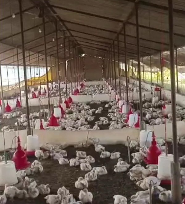 140 chickens di£ from ‘loud music’ after wedding DJ cranked up the volume during&nbsp;procession