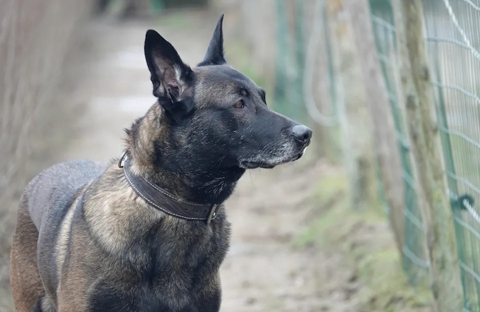 best guard dog breeds for people who live alone&nbsp;sometimes