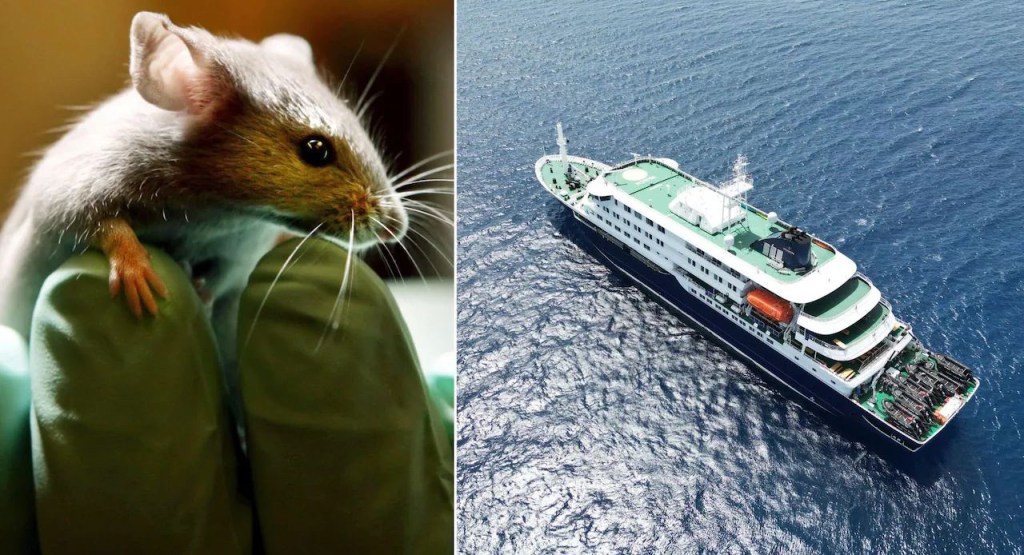 Hantavirus classified as ‘Level 3’&nbsp;outbreak