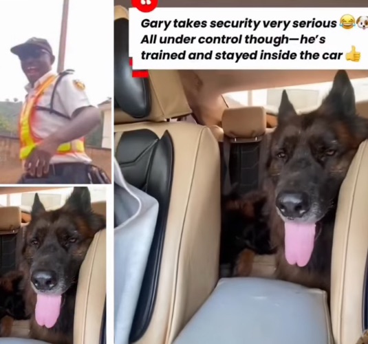 VIO officials take to their heels after spotting two massive dogs inside the vehicle of a&nbsp;commuter.