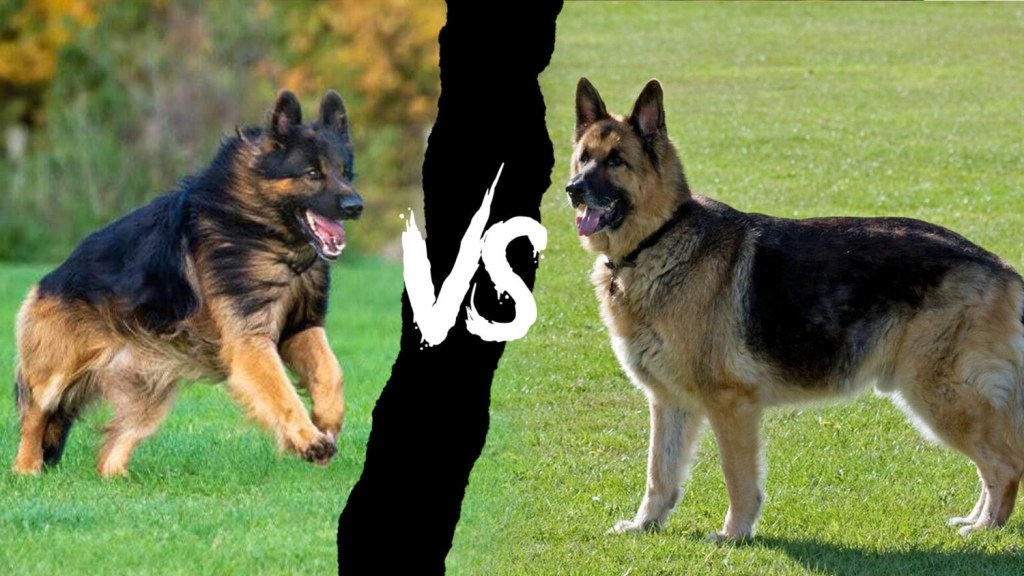 King Shepherd vs. German Shepherd, you’re likely seeking a breed that aligns with your space, family, and lifestyle&nbsp;needs.