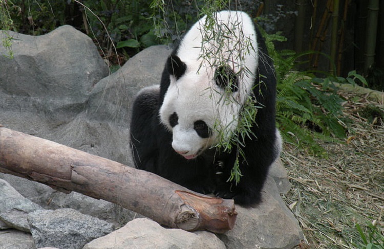 All About the Endearing Giant Panda Bear! Why Are They Endangered hmmmm.