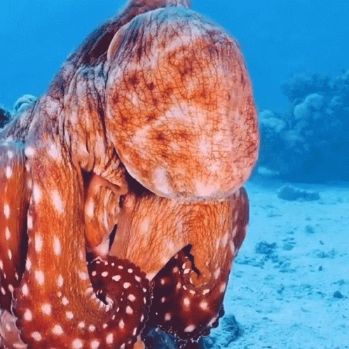 Eight-Legged Wonders: Exploring the Fascinating World of&nbsp;Octopus