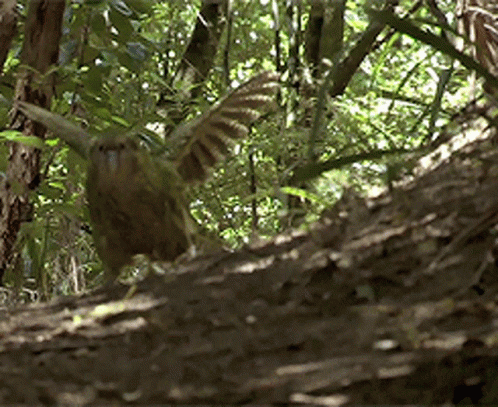 Top 10 Animals Often Misunderstood as Less&nbsp;Intelligent.