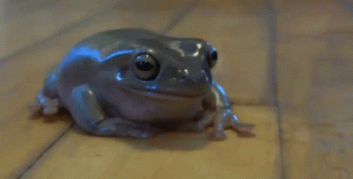 What to know about Cane&nbsp;Toad.