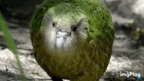 6. Kakapo