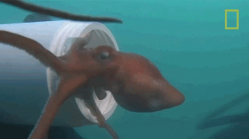 Squids – Get To Know All About The Eight-Armed&nbsp;Mollusk.